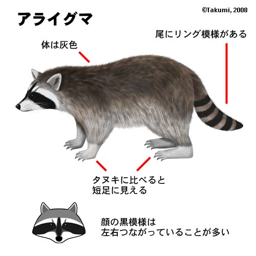 アライグマの写真です