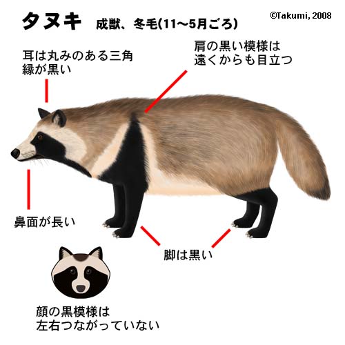 タヌキの写真です