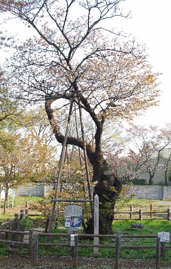 田面長者長勝の館があったと伝わる長勝院跡地にある市指定文化財「チョウショウインハタザクラ」