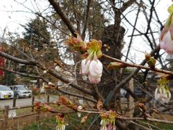 開花までもう少しのようですの画像