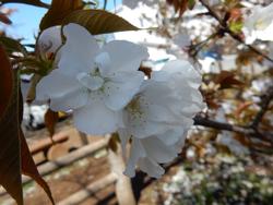 4月9日旗弁のある花