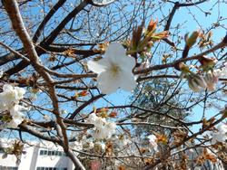 ハタザクラ　4月4日