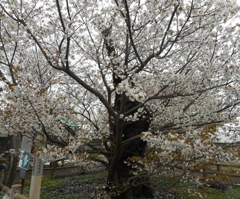 3月30日満開の花