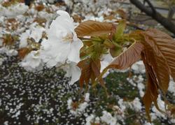 3月30日旗弁のある花