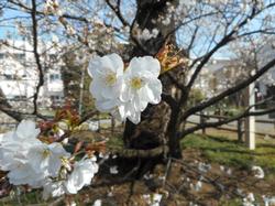 旗弁のある花の画像2