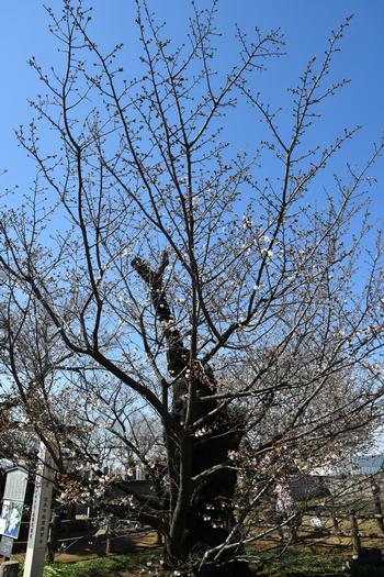 3月24日ハタザクラ全体