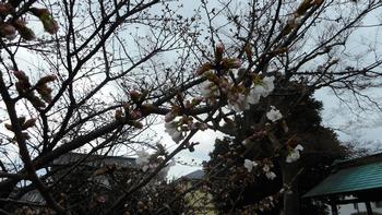 チョウショウインハタザクラの花