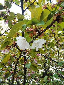 わずかに残る花4月5日