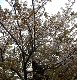 花の様子4月2日