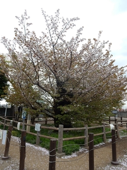 全体の様子4月2日