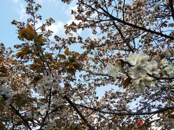 チョウショウインハタザクラ花の様子4月1日