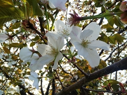 旗弁のある花の画像1