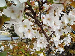 チョウショウインハタザクラ花の様子3月31日