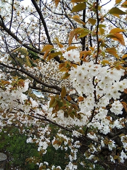 ハタザクラ花3月30日