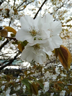 旗弁のある花の画像2