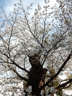 ハタザクラ花3月29日