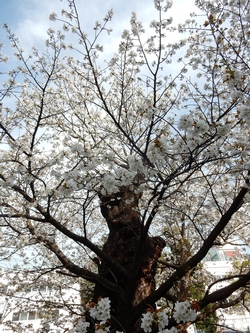 ハタザクラ花3月29日