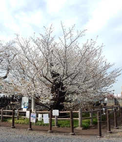 全体の様子3月29日