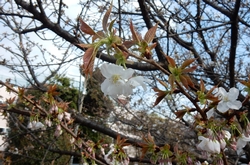 ハタザクラ花3月26日