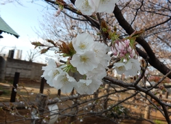 旗弁のある花の画像4