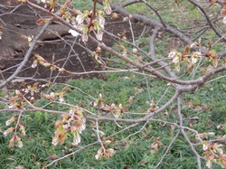 咲きそうなつぼみ3月25日