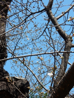 複数の花