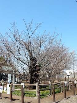 全体の様子3月24日