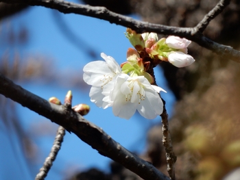 ハタザクラ花3月23日