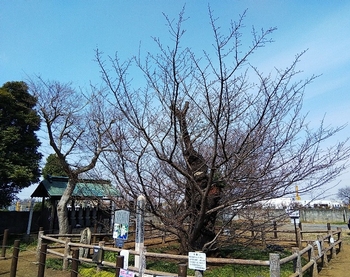 ハタザクラ3月19日