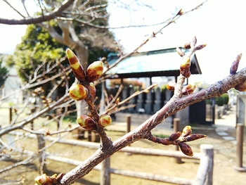 ハタザクラつぼみ