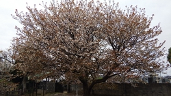 4月7日市民の木制定記念植樹