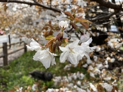 4月6日花