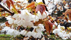 4月4日花の様子