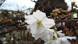 旗弁の特徴的な花