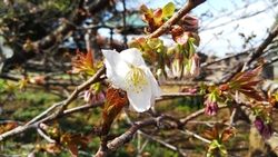 3月30日花