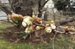 3月29日花