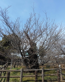 チョウショウインハタザクラ全体の様子（3月28日撮影）