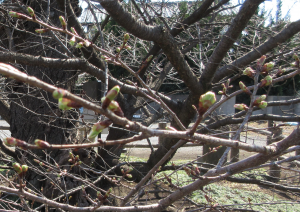 3月20日ハタザクラつぼみ