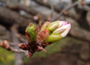 4月1日写真：ハタザクラつぼみ