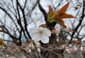 4月3日写真：ハタザクラ花