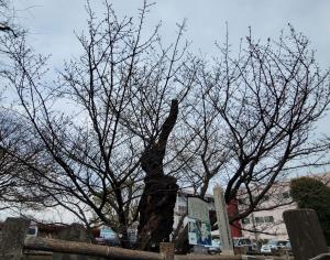 4月3日写真：ハタザクラの木全体