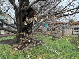 4月5日写真：ハタザクラの枝