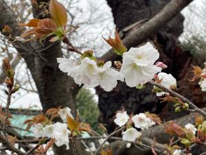 4月5日写真：ハタザクラの花