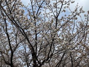 4月8日写真：ハタザクラの花
