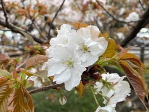 4月8日写真：ハタザクラ