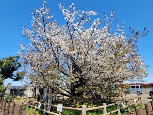 4月10日写真：満開のハタザクラ