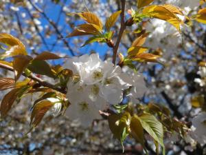 4月10日写真：ハタザクラ花