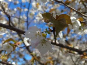 4月10日写真：旗弁の見えるハタザクラ