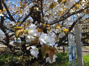 4月10日写真：満開のハタザクラの花