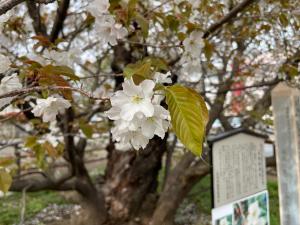 4月11日写真：ハタザクラ花